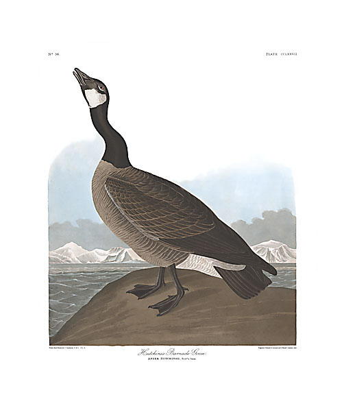 Canada Goose